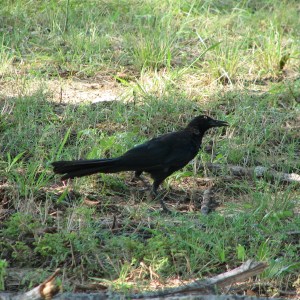 Great-Tailed Grackle