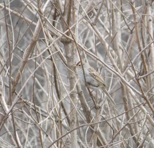 #077 Field Sparrow