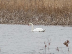 #071 Mute Swan