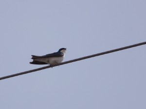#076 Tree Swallow