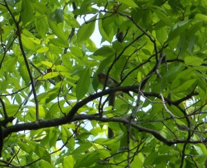 #120 Bay-Breasted Warbler