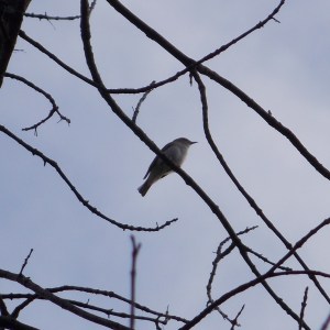 #118 Red-Eyed Vireo