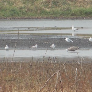 #146 Herring Gull and #147 Dunlin