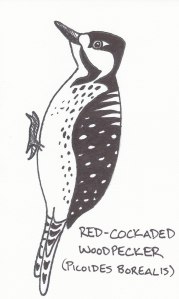 red-cockaded woodpecker