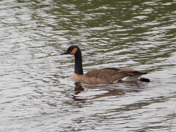 Stained Canada Goose