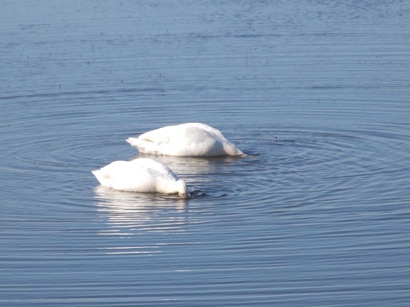 Headless Swans