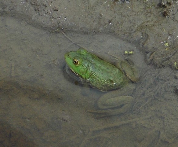 American Bullfrog