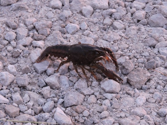 Crayfish.JPG