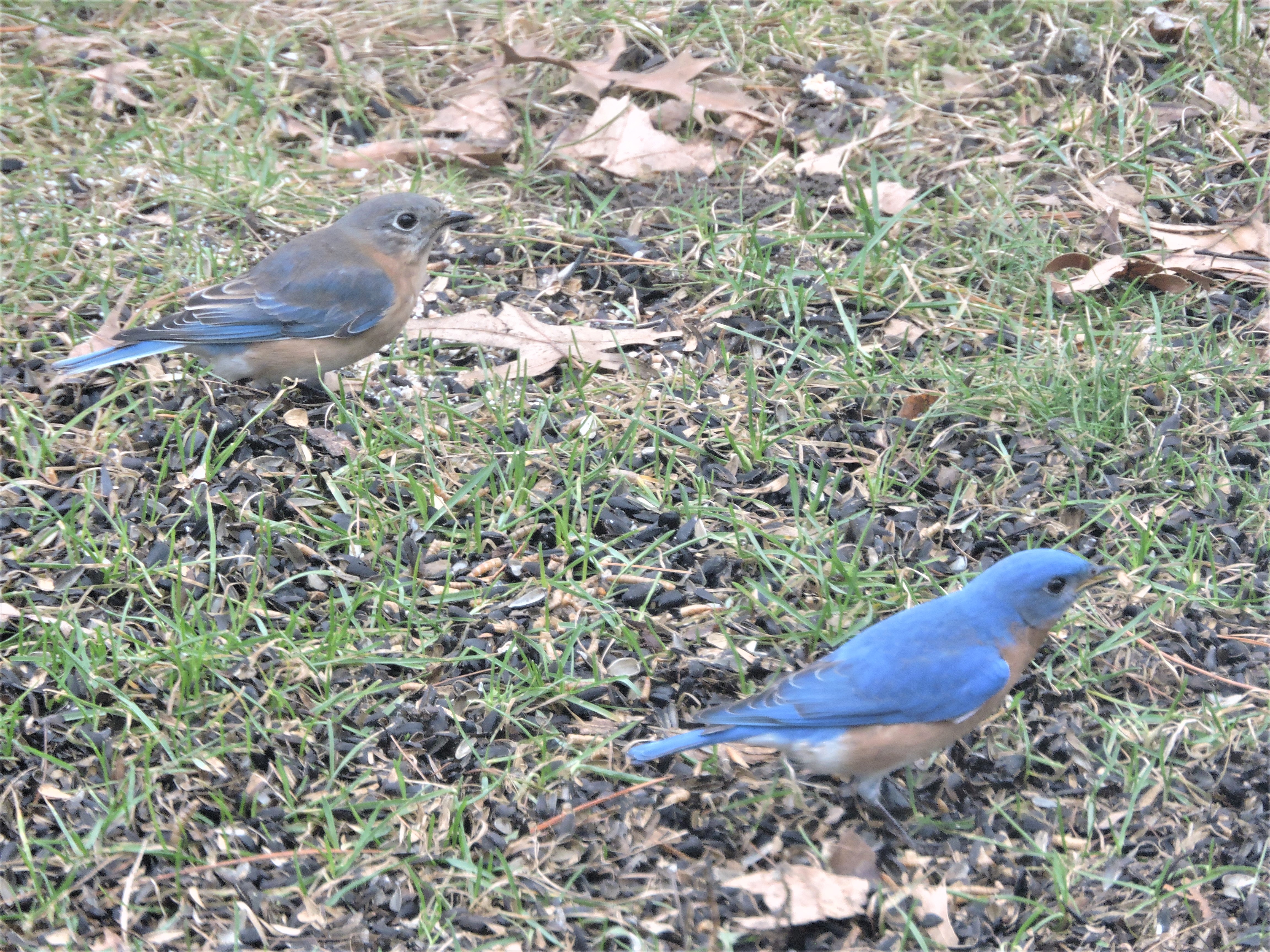 Eastern Bluebirds.JPG